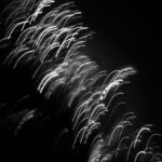 FLOURISHING IN SPITE-OF_2025_Photography