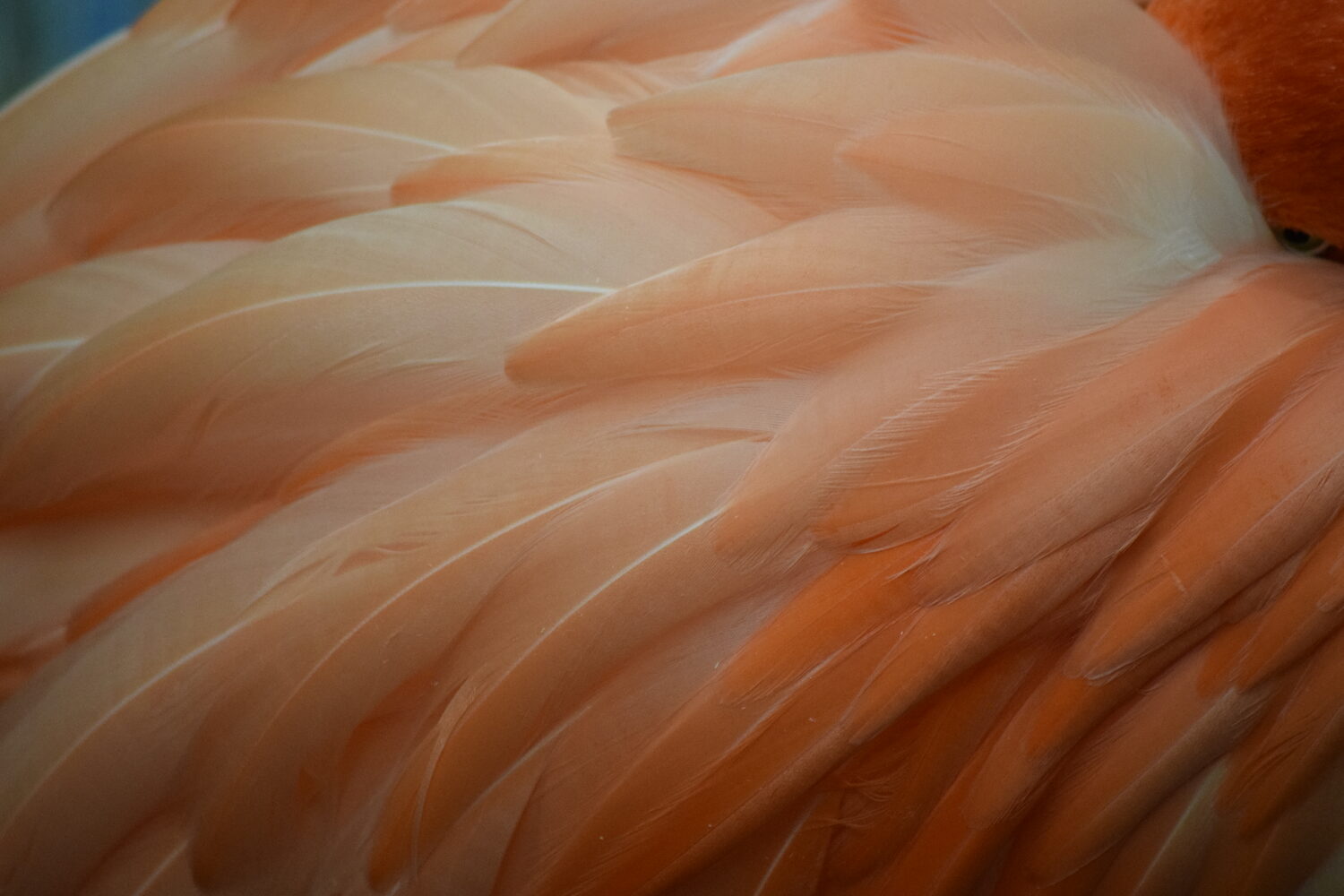 Susan Francine Chamberland (CT)<br><em>Fluffy</em>