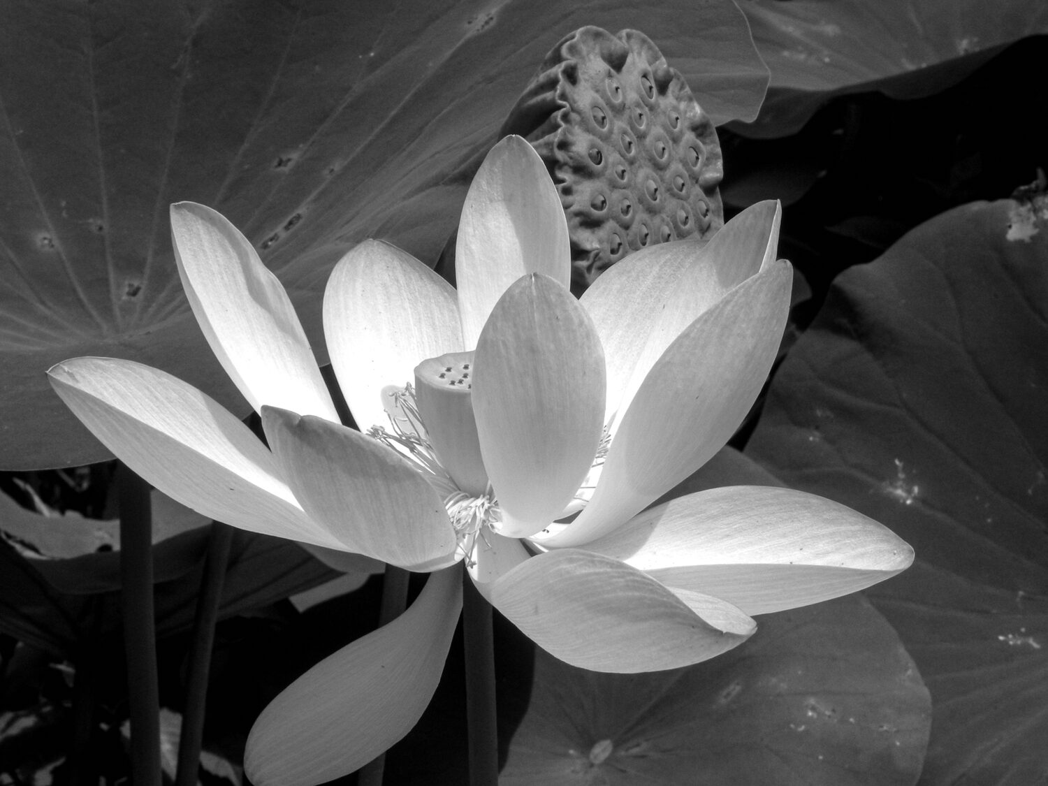 Carolyn Rogers (DC)<br><em>Bloom</em>