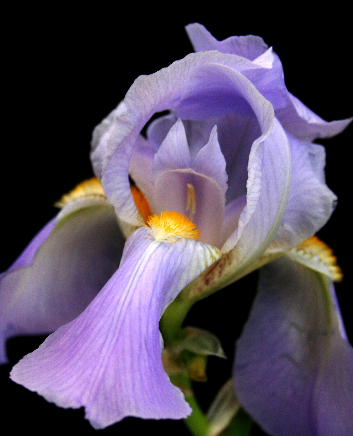 Madeline Zulauf (NJ)<br><em>Georgia</em>