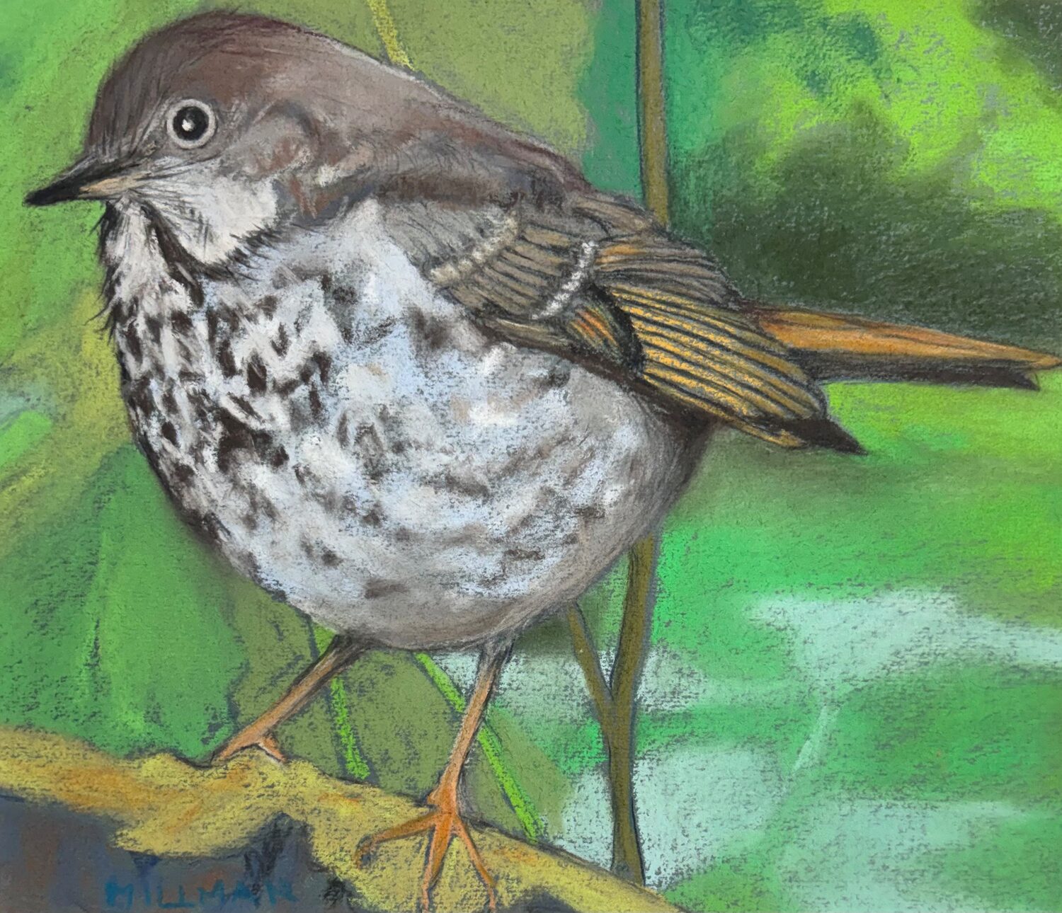Mary Millman (NY)<br><em>My Hermit Thrush</em>